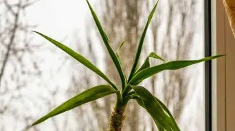 Overwatering a Dracaena Plant