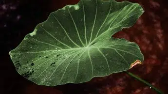 Overwatering an Elephant ear plant 