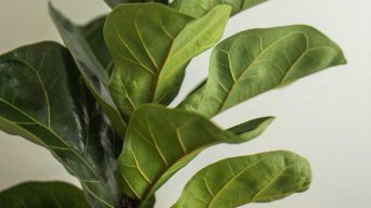 Overwatering a Fiddle Leaf Fig Plant