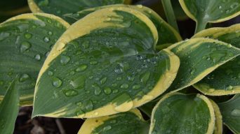 Overwatering a Hosta Plant