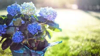 Overwatering an Hydrangea Plant