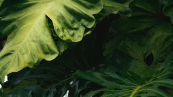 Overwatering a Monstera Plant