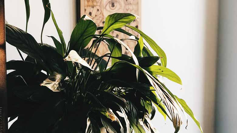 Overwatering a Peace Lily Plant