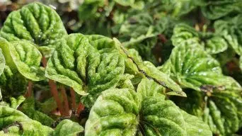 Overwatering a Peperomia Plant