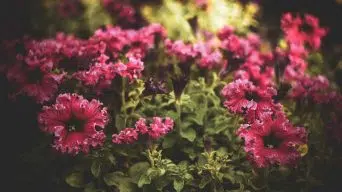 Overwatering Petunias