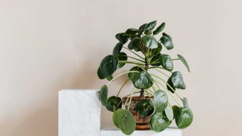 Overwatering a Pilea Plant