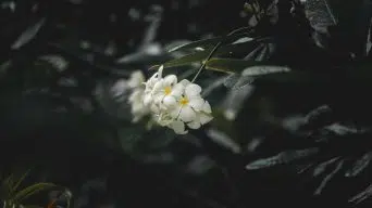 Overwatering a Plumeria Plant