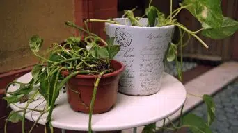 Overwatering a Pothos Plant