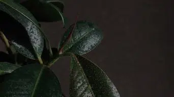 Overwatering a Rubber Plant