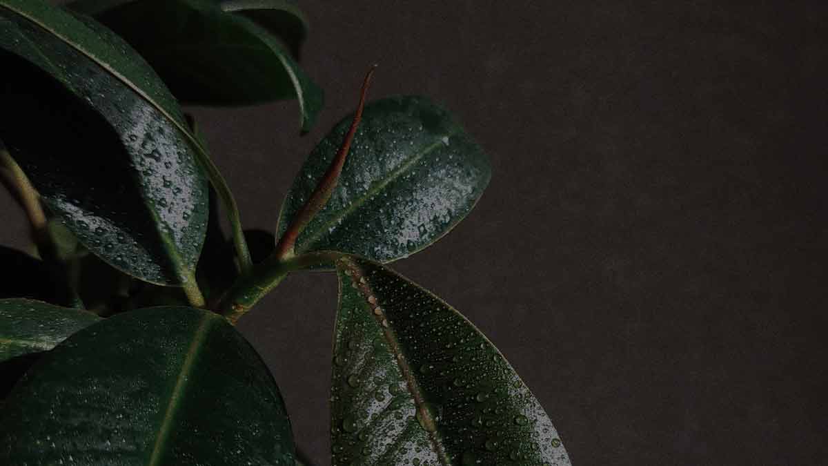 Overwatering a Rubber Plant