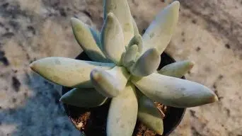 Caring for Pachyphytum bracteosum