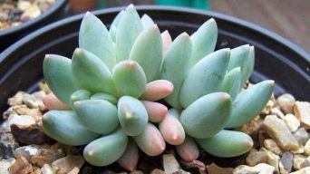 Caring for Pachyphytum Compactum