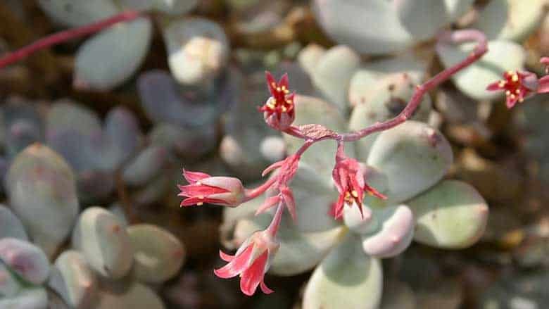 Caring for Pachyphytum Glutinicaule