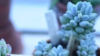 Caring for Pachyphytum Hookeri