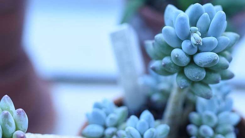 Pachyphytum Hookeri Care and Propagation