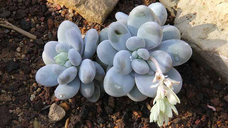 Caring for Pachyphytum Oviferum, the Moonstone Succulent