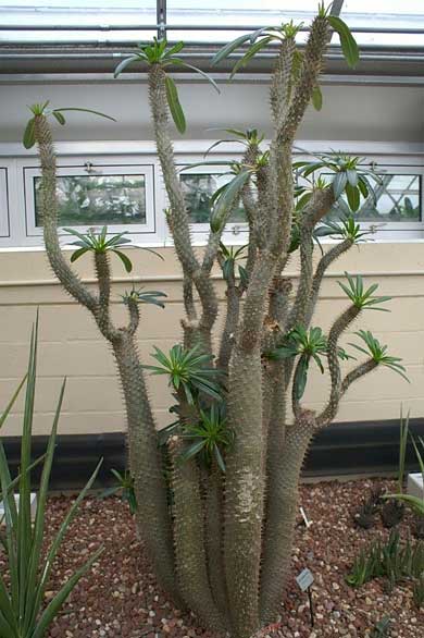 Pachypodium Lamerei (Madagascar Palm)