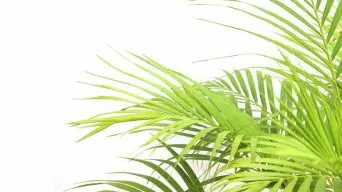 Palm Yellowing Leaves