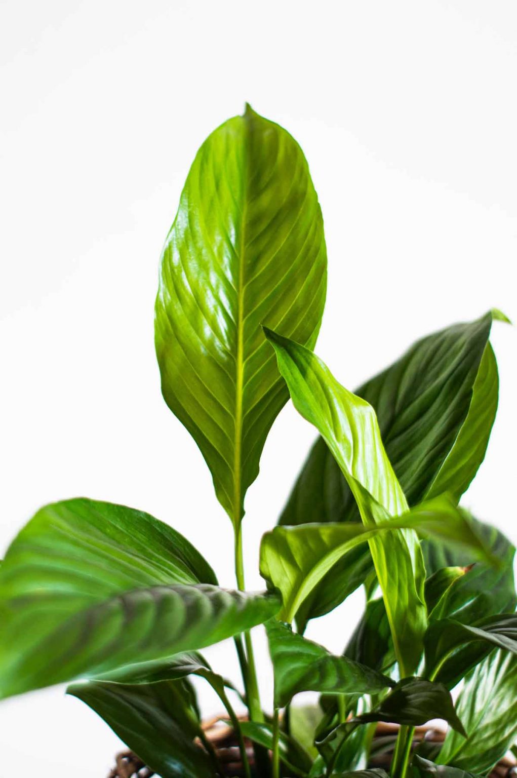 Peace Lily Leaves Curling? (11 Causes and Solutions)