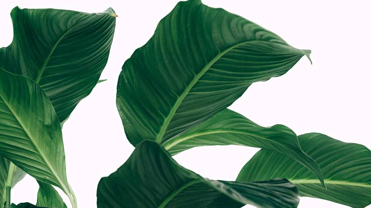 Peace Lily Curling Leaves