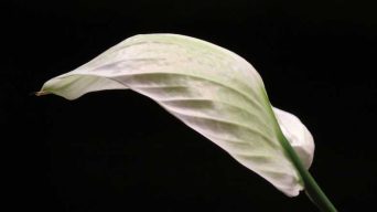 A Drooping Peace lily Plant