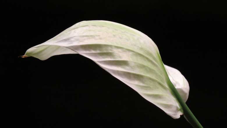 Drooping Peace lily