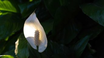 Peace Lily Black Leaves