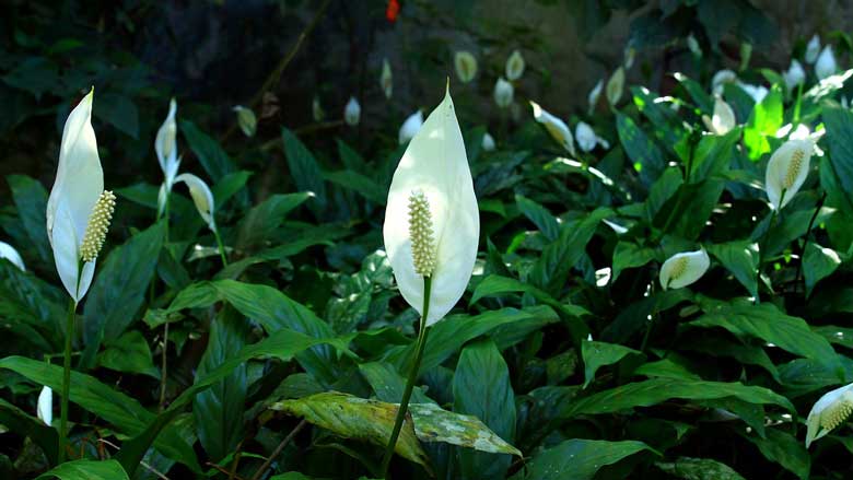 Peace Lily Brown Leaves
