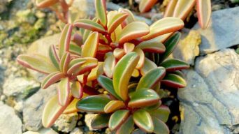 Caring for Peperomia Graveolens