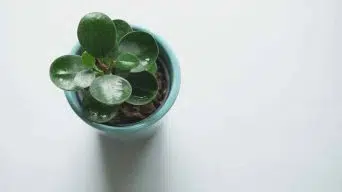 Peperomia Curled Leaves