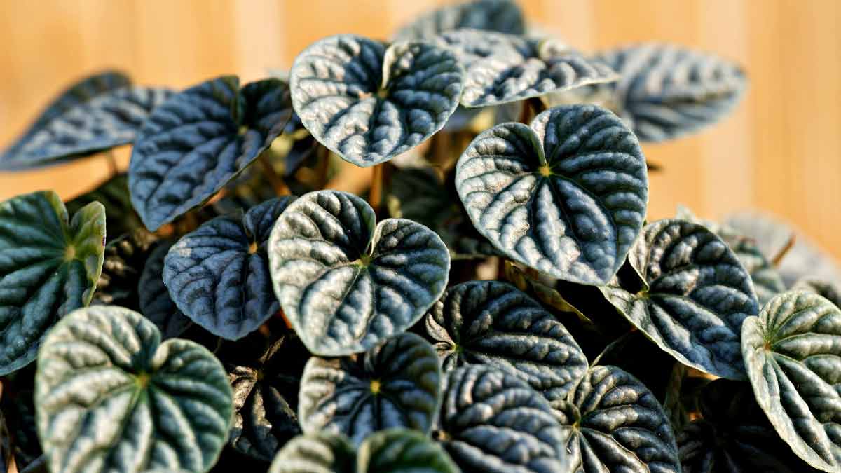 Peperomia Leaves Dropping