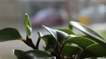 Peperomia Black Leaves