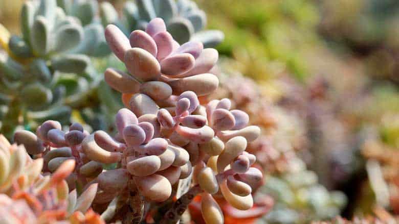 Are Succulents Perennial or Annual Plants?