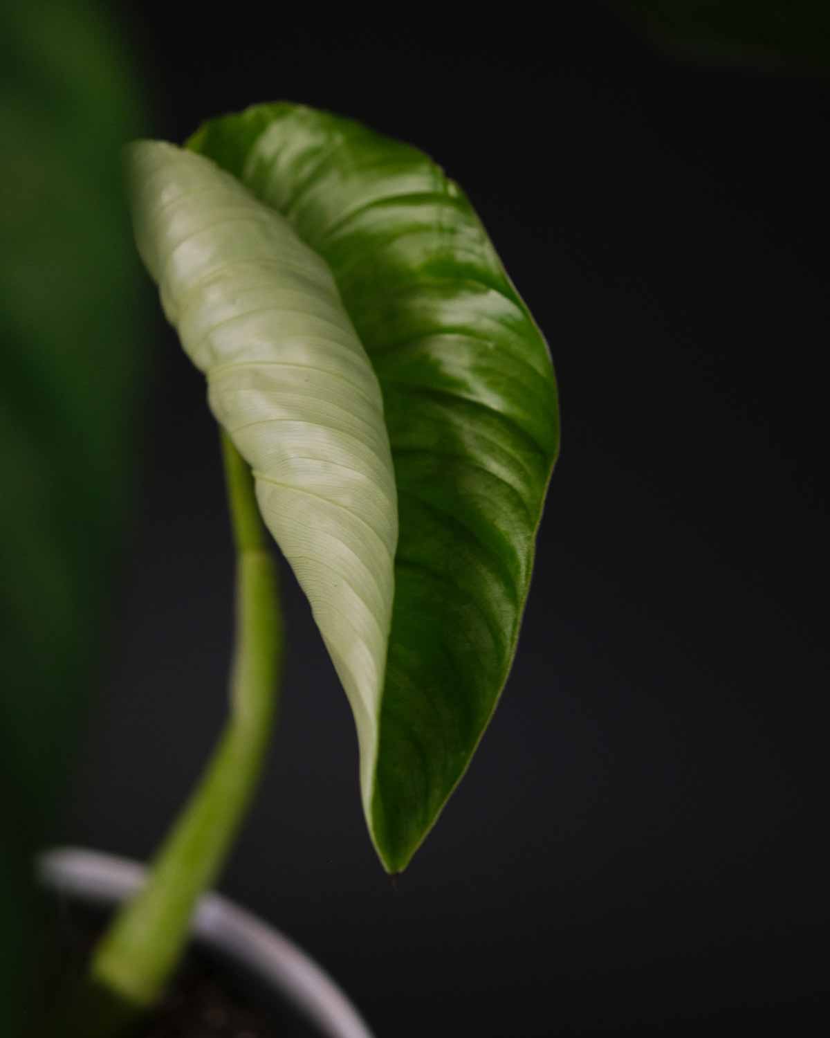 Philodendron curled leaf