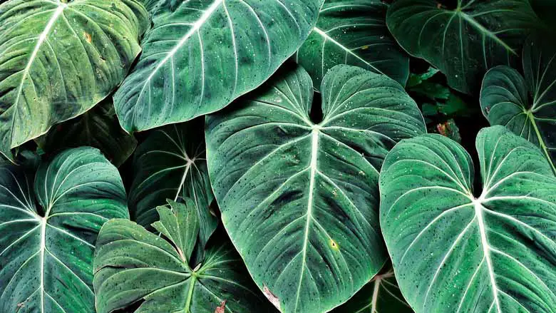 Caring for Philodendron Gloriosum