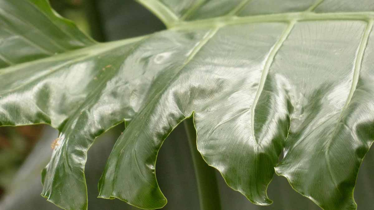 Philodendron Leaves Curling