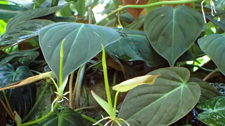 Philodendron Micans Care and Propagation