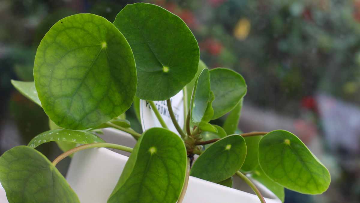 Pilea Plant CurlingLeaves