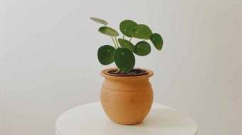 Pilea Leaves Dropping