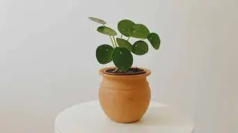 Pilea Leaves Dropping