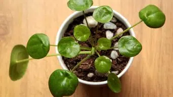 Pilea Yellowing Leaves