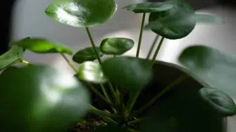 Pilea Rotting Roots