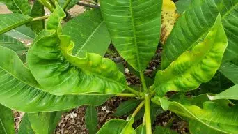 Plumeria Curling Leaves