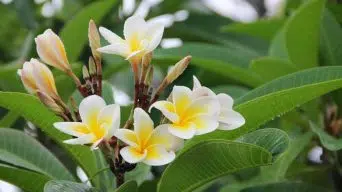 Plumeria Yellowing Leaves