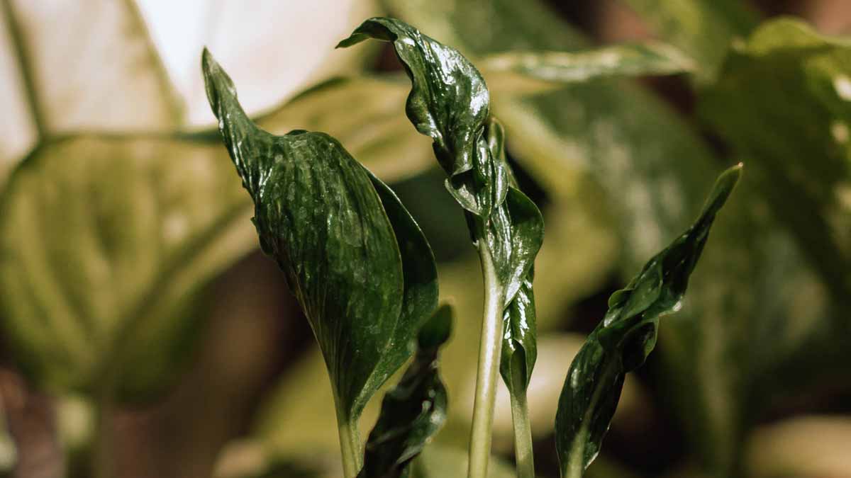 Pothos curled leaves