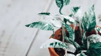 Pothos Curling Leaves