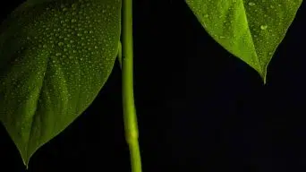 Pothos Leaves are Dripping Water