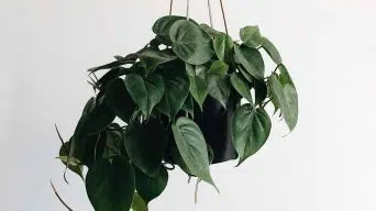 Pothos Drooping Leaves