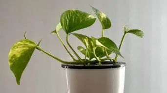 Pothos Leaves Dropping