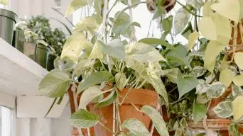 Pothos White Leaves